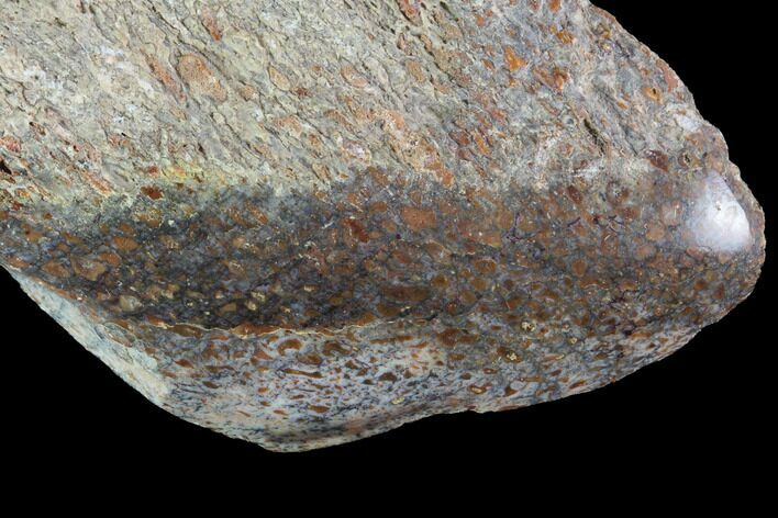 Polished Dinosaur Bone (Gembone) Section - Utah #96430